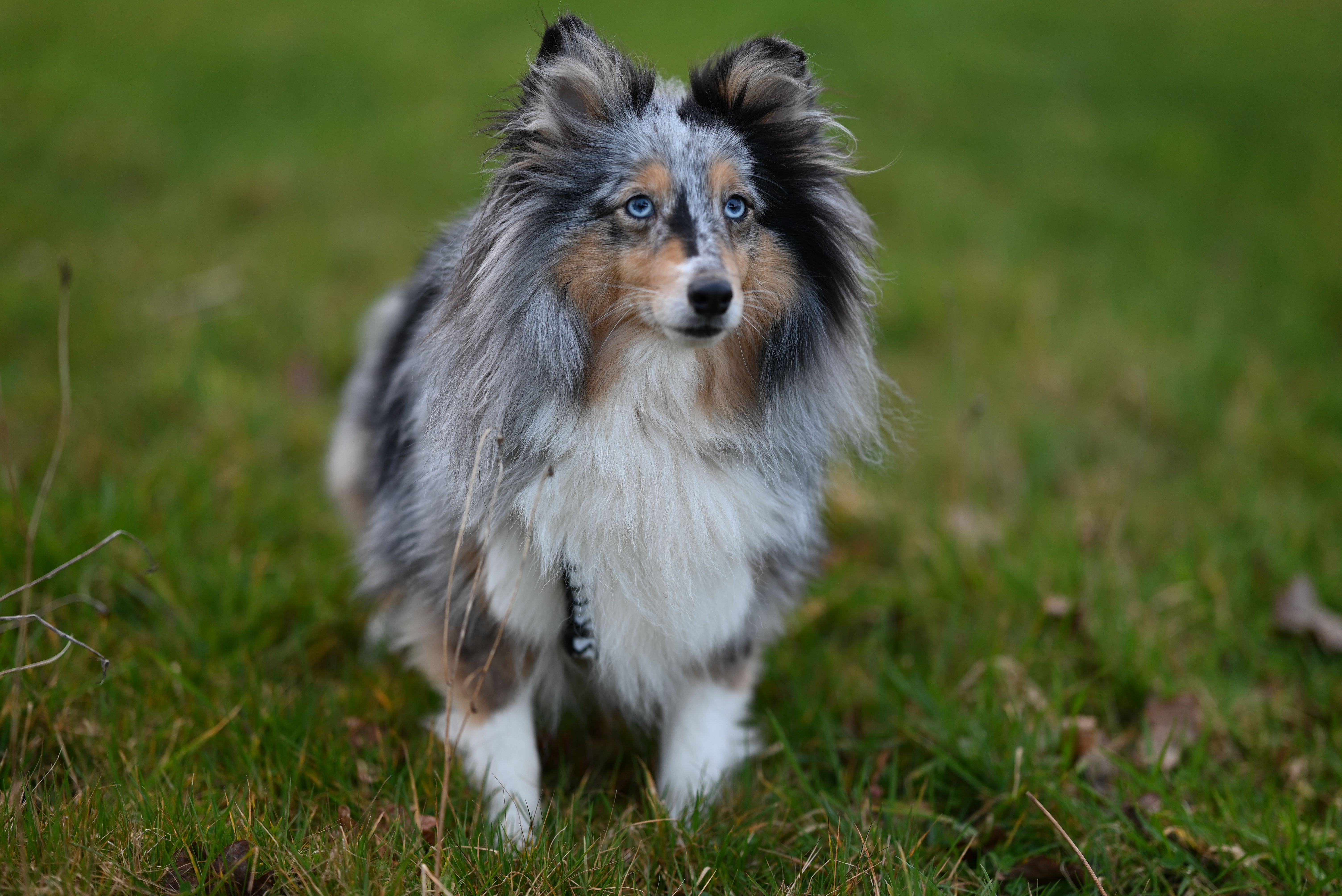Beautiful Shetland Sheepdog in Lush Greenery · Free Stock Photo