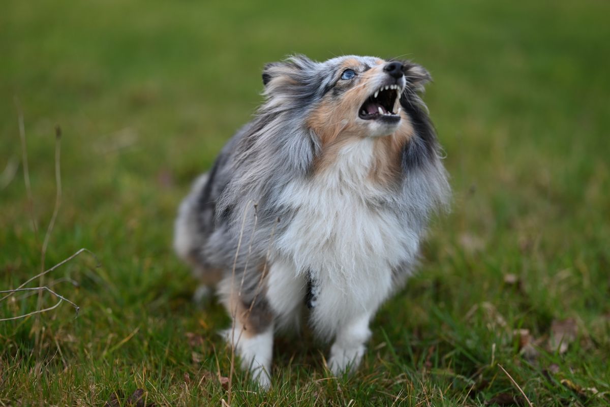 Chien attendant derrière une fenêtre le retour de son maître