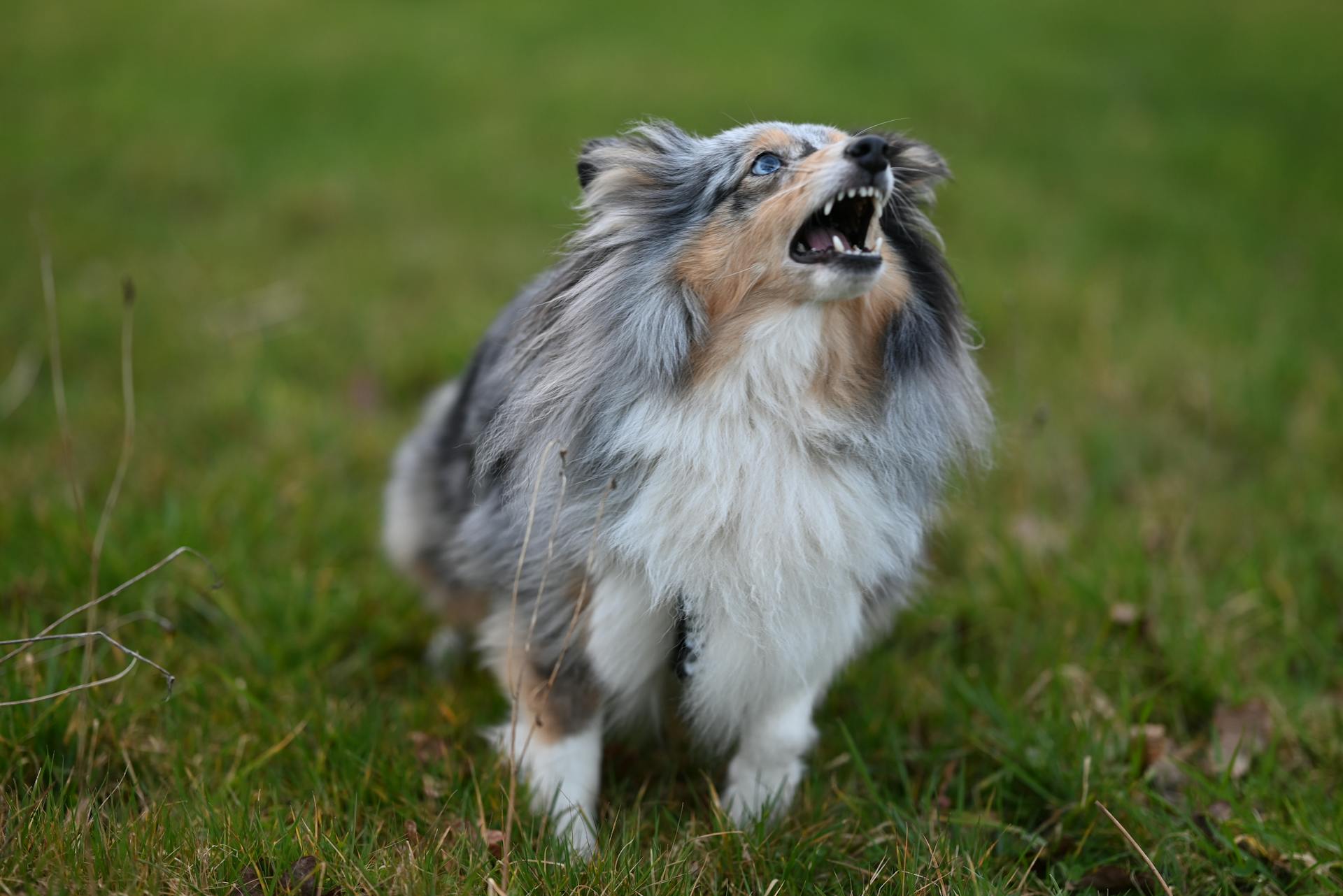 Alert Shetland Sheepdog in het weelderige groene veld