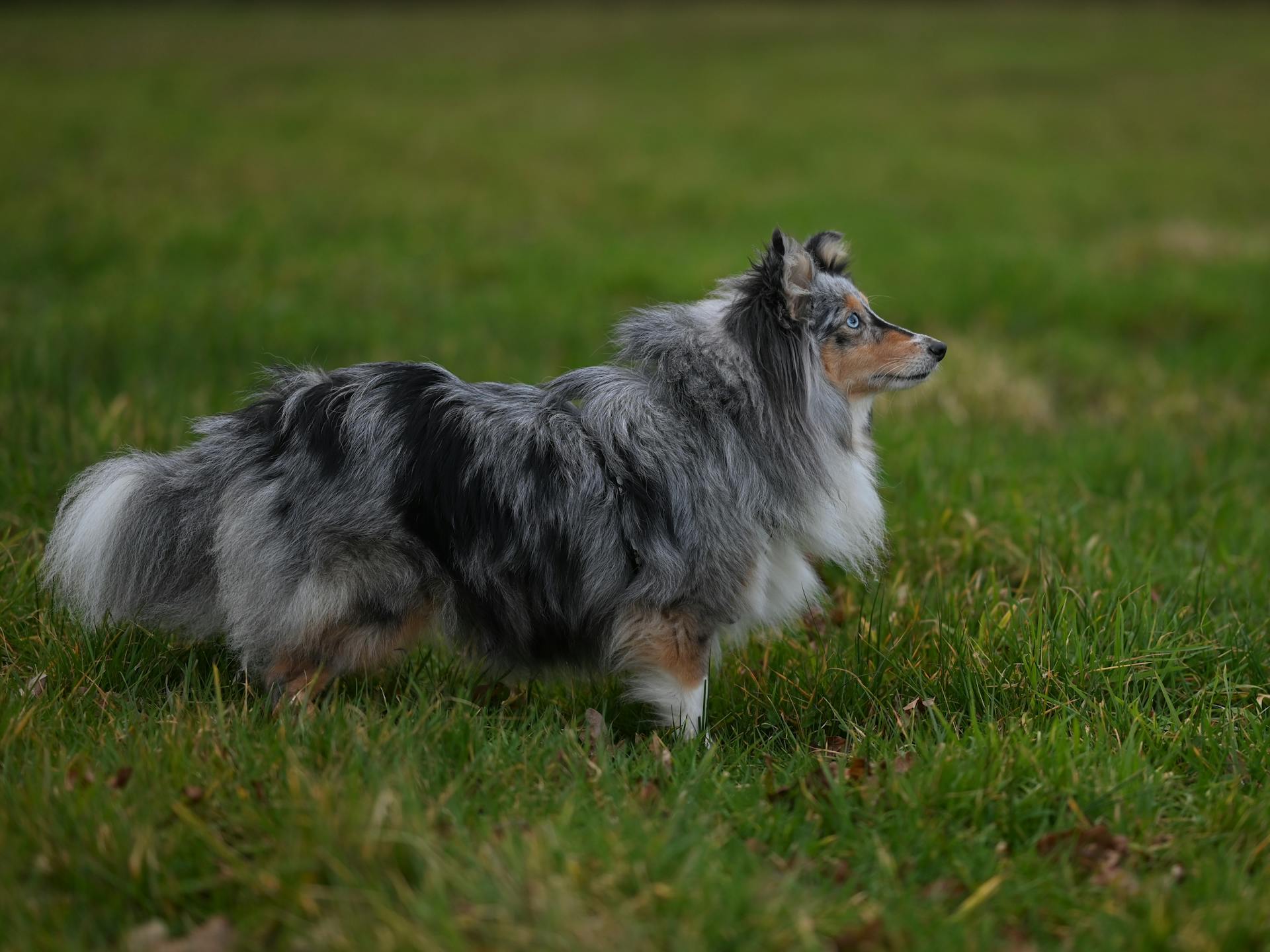 Shetland Sheepdog in Lush Green Field