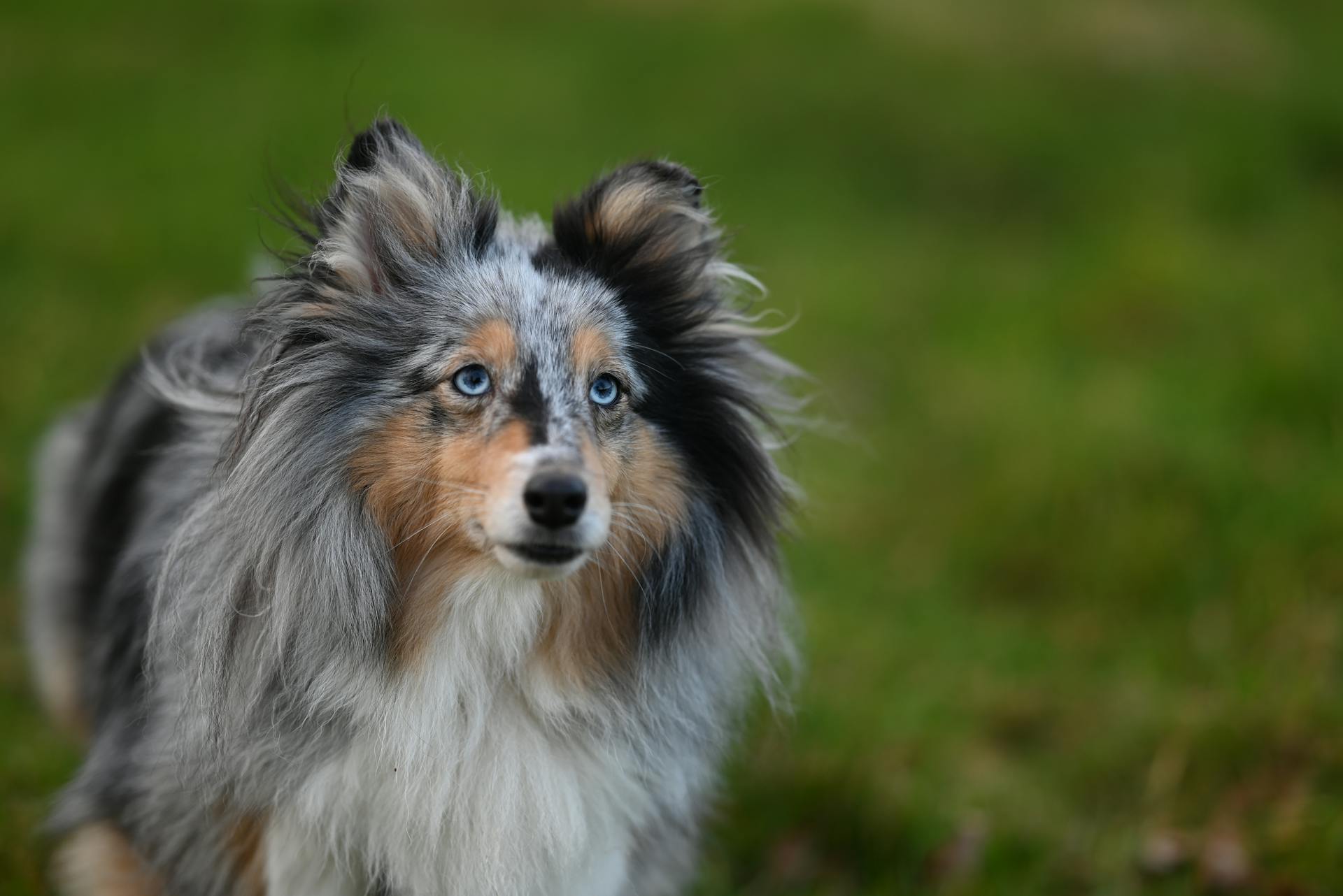 Een Shetlandse herdershond in de natuur van dichtbij