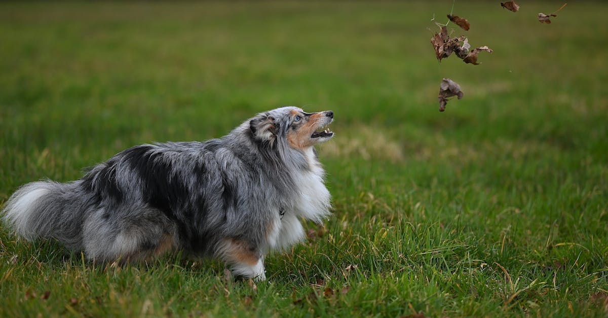 Shetland Sheepdog