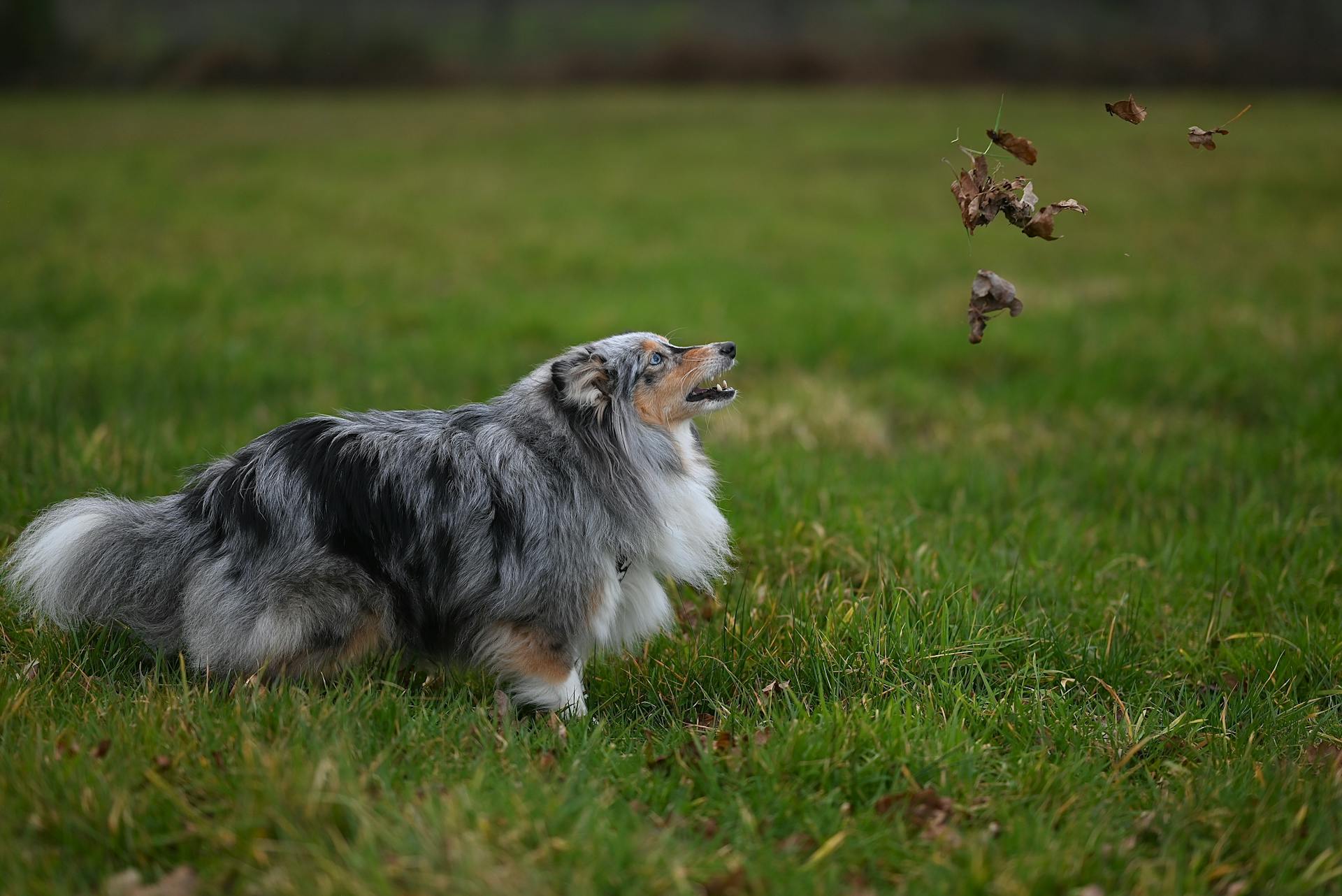 Playful Shetland Sheepdog in Lush Green Field