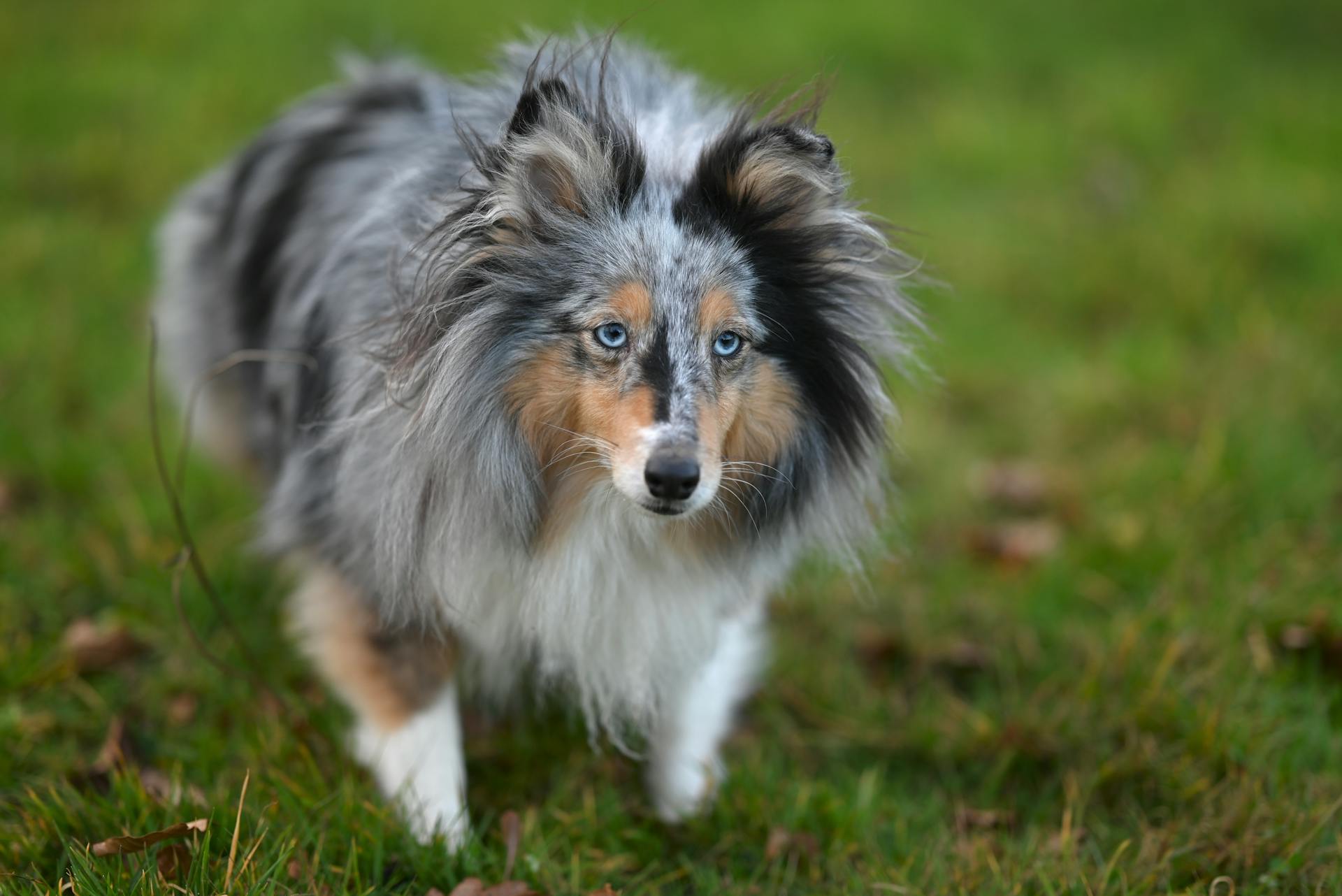 Vacker Shetlandsfårhund i ett frodigt grönskande