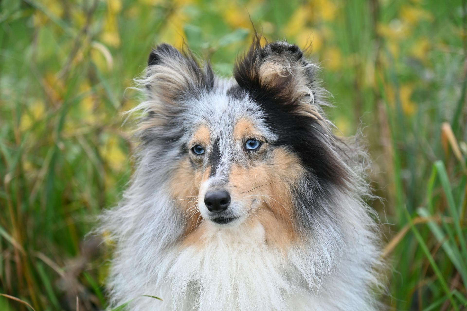 Portrait of a Blue Merle Shetland Sheepdog in Nature