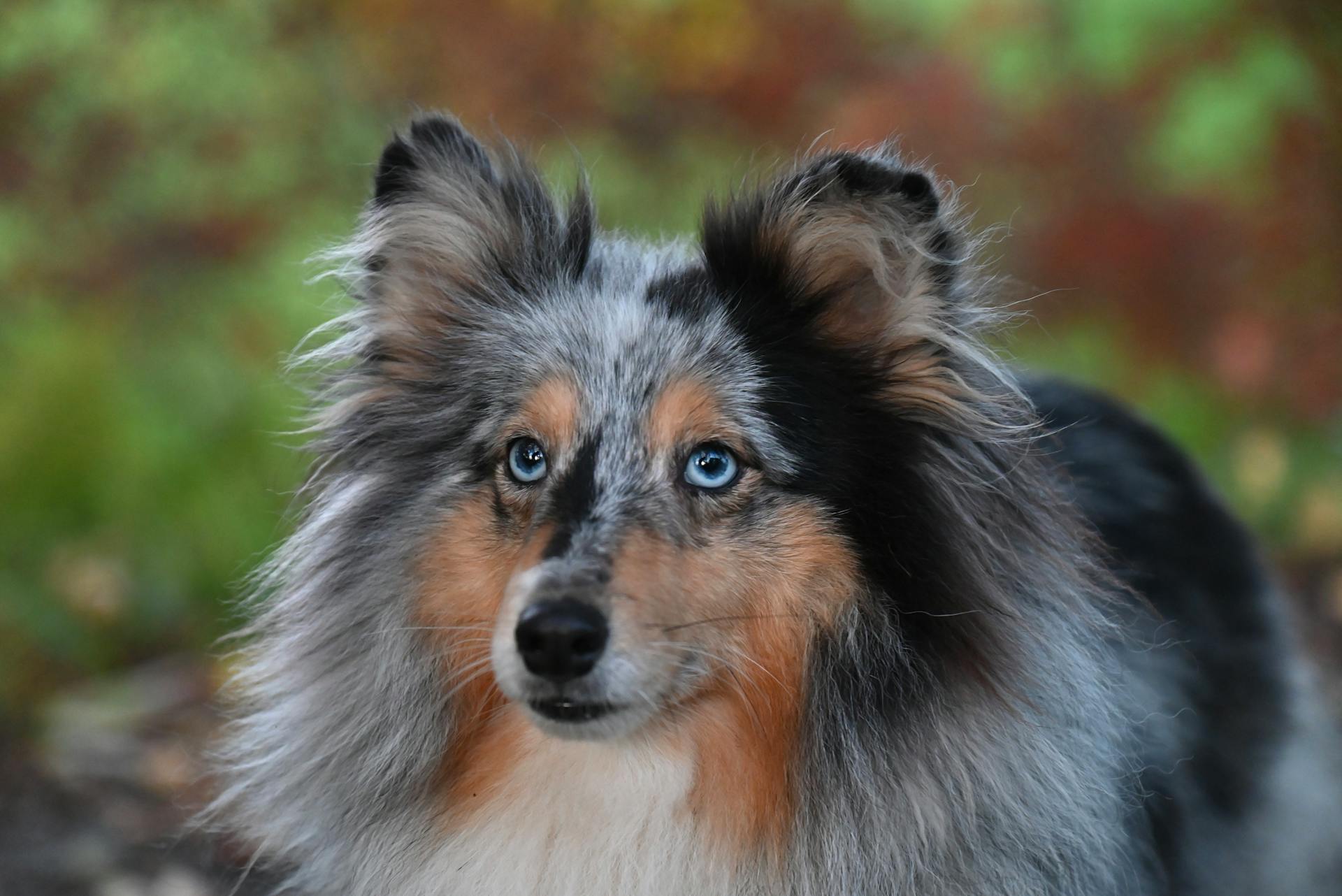 Grannbild av en blå Merle Shetland Sheepdog utomhus