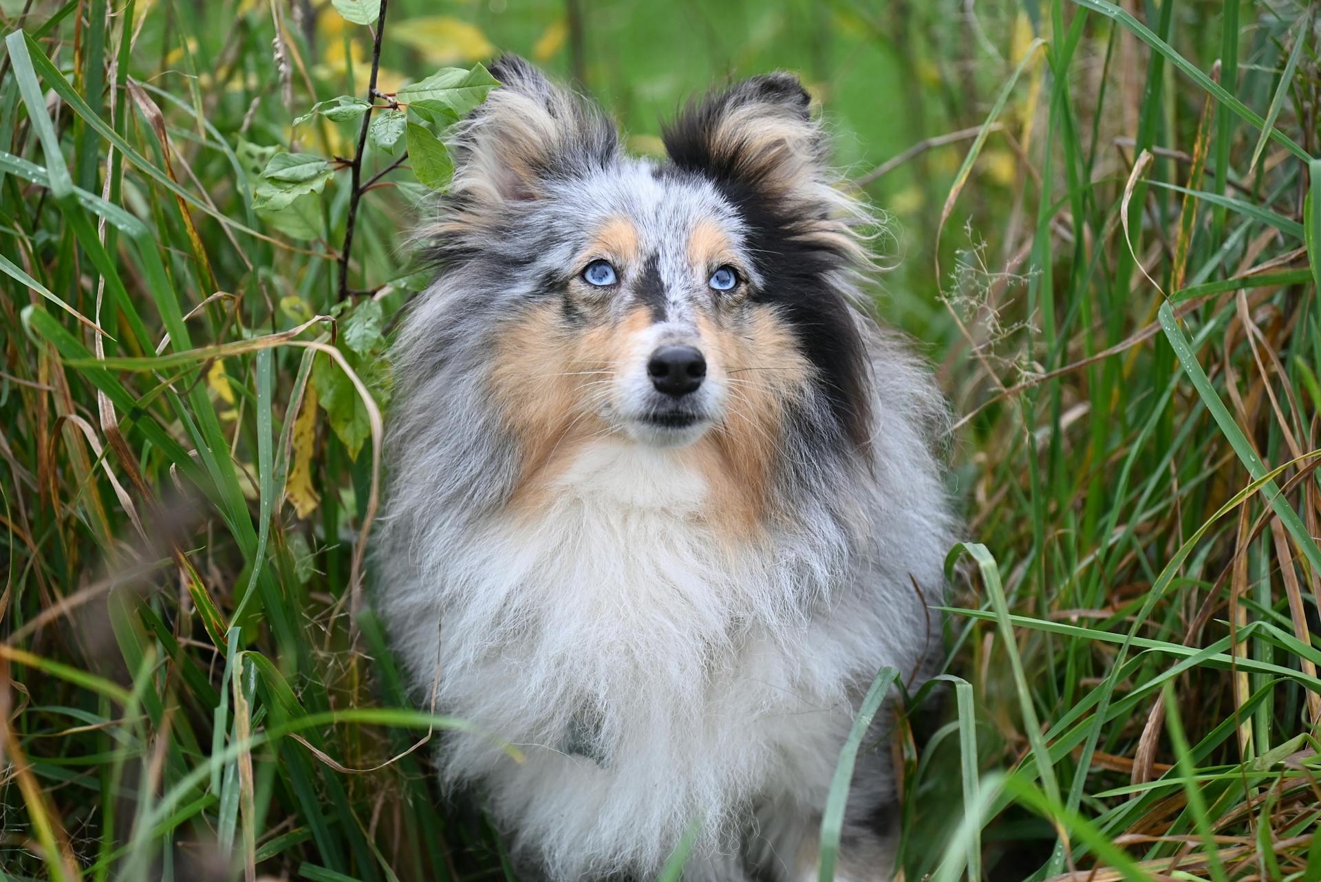 Vacker Shetlandsfårhund i naturen