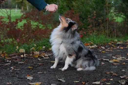 Shetland Sheepdog attentively receiving training treats in a vibrant autumn setting.