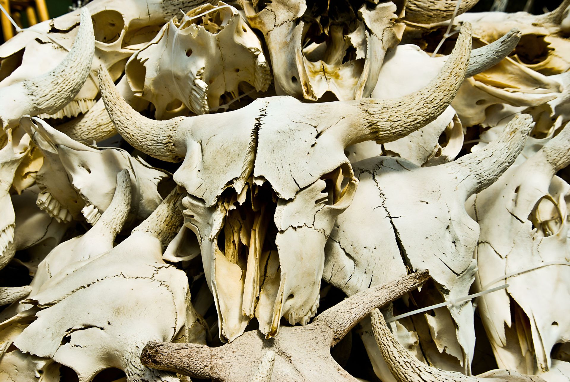 Close-up of bison skulls showcasing detailed textures and natural patterns.