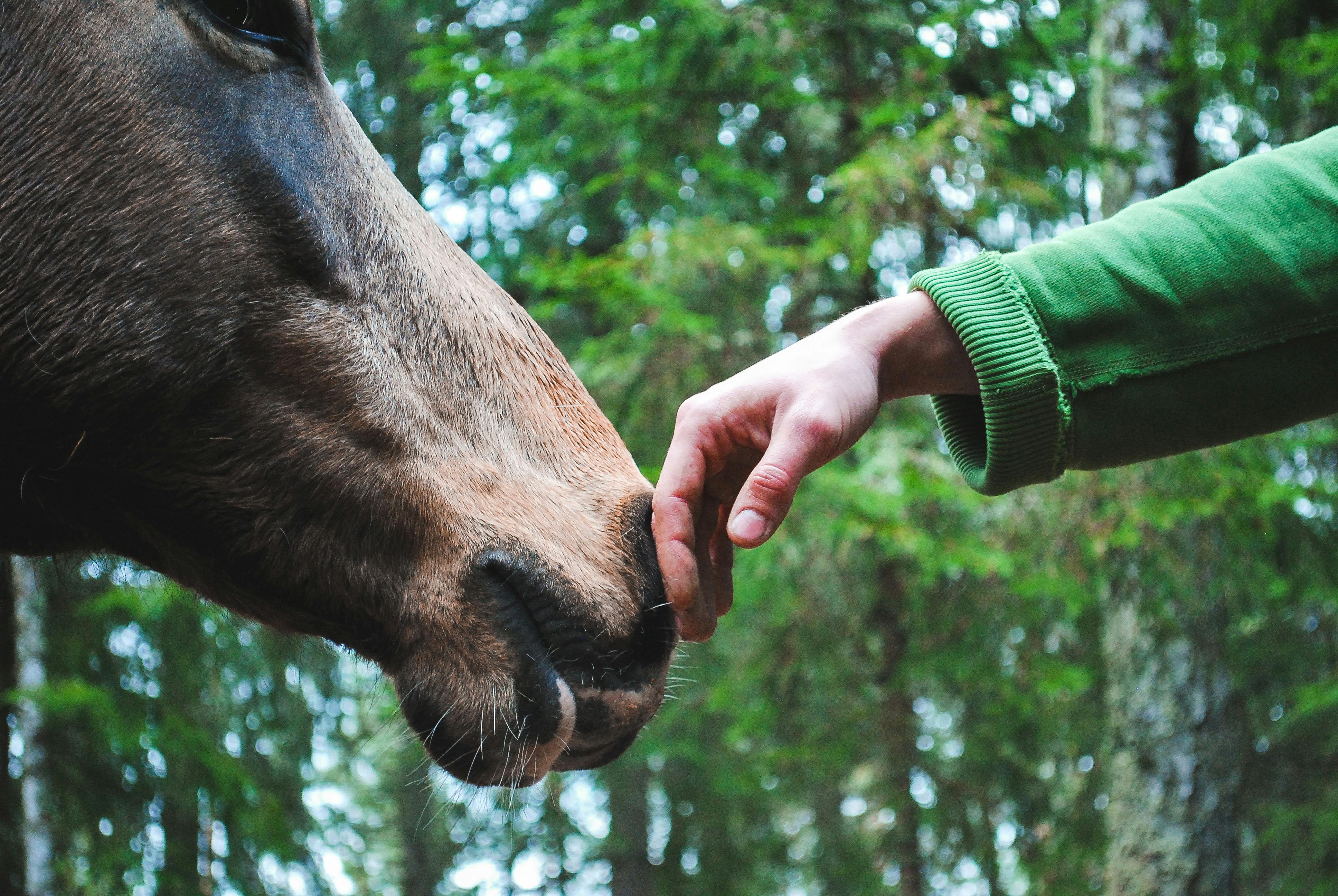 Free Person's Hand Touch Horse Nose Stock Photo