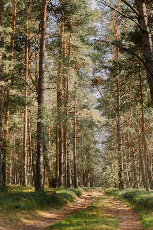 Free A serene path winds through sunlit pine trees in a tranquil forest during spring. Stock Photo