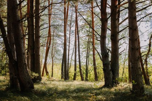 Free A tranquil view of sunlight filtering through tall pine trees in a serene forest setting. Stock Photo