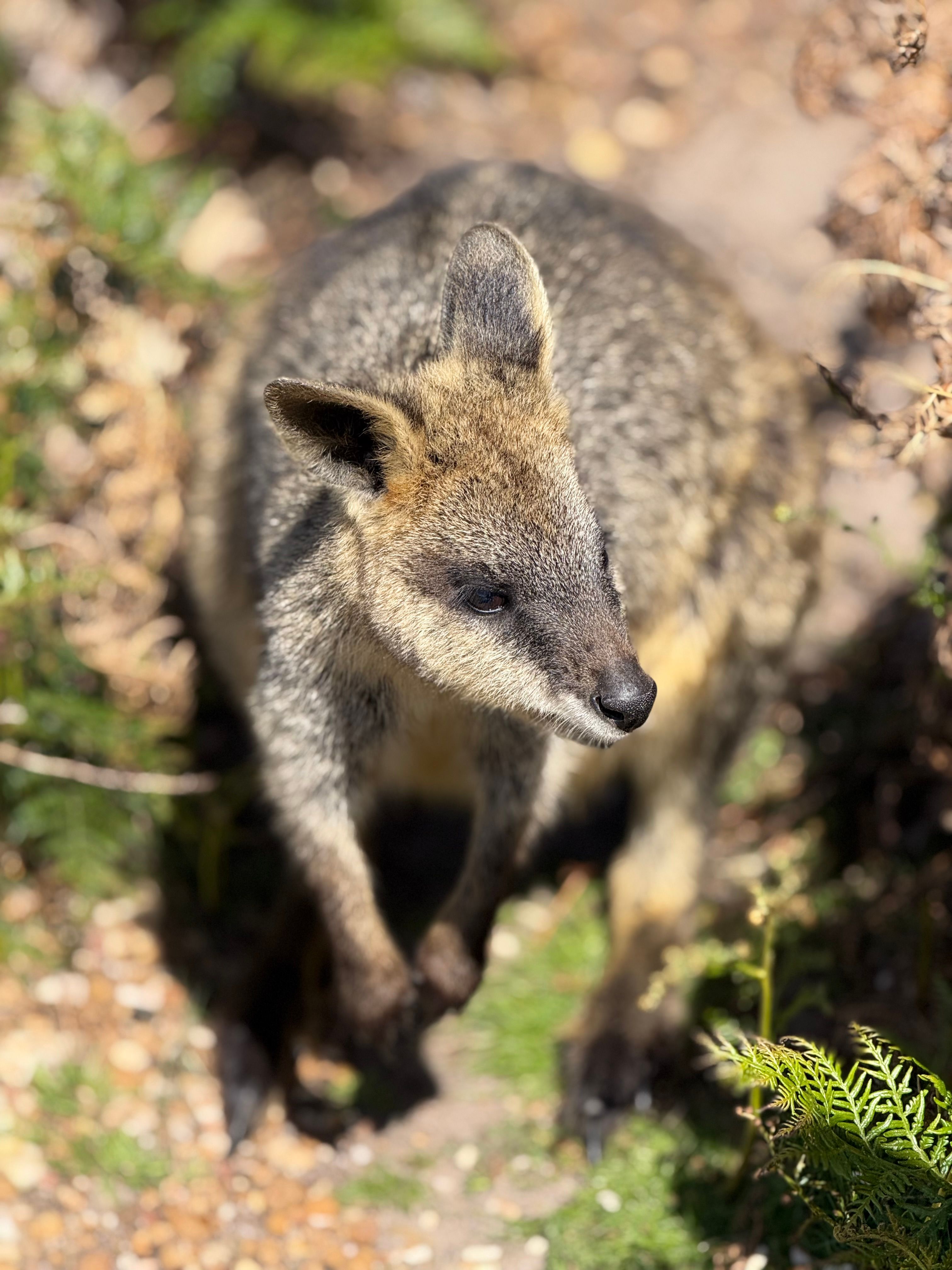 Charming Wallaby in Natural Habitat · Free Stock Photo