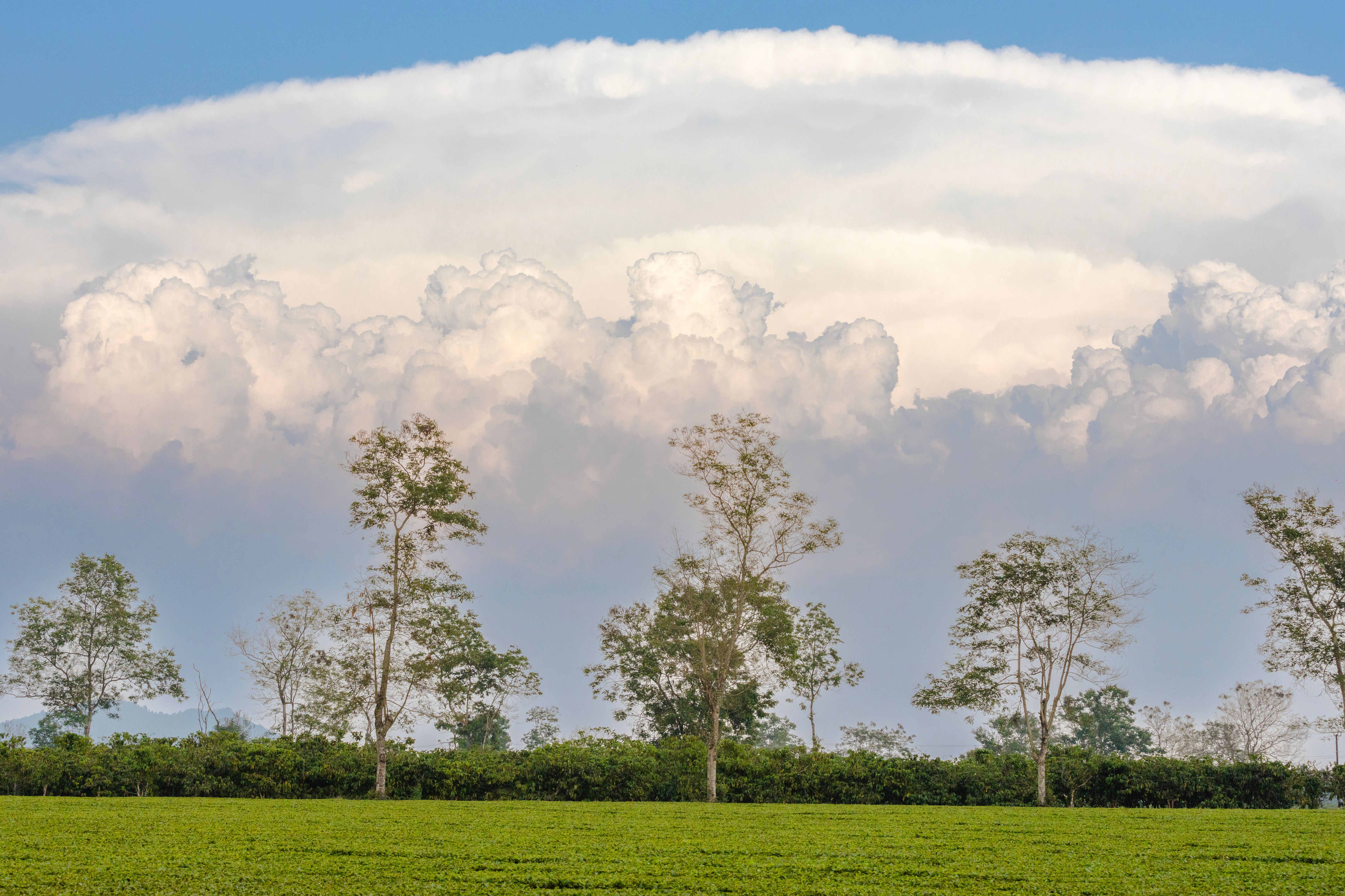 Scenic Landscape with Cumulus Clouds and Trees · Free Stock Photo