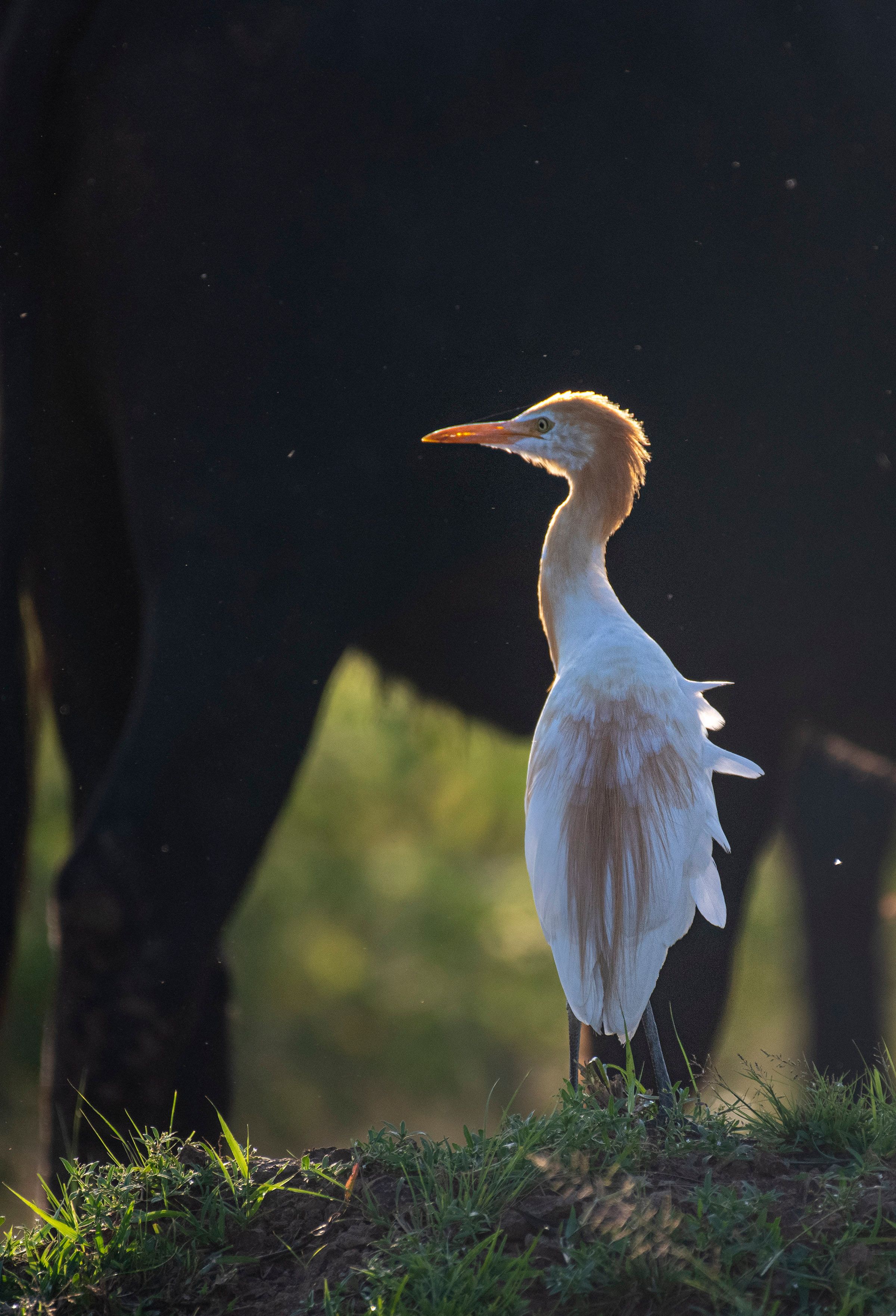 Cattle Egret in Natural Habita…
