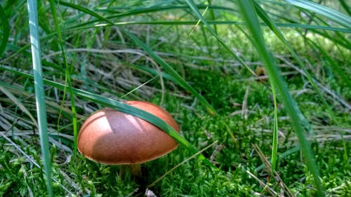 Foto profissional grátis de cogumelos marrons, grama, musgo