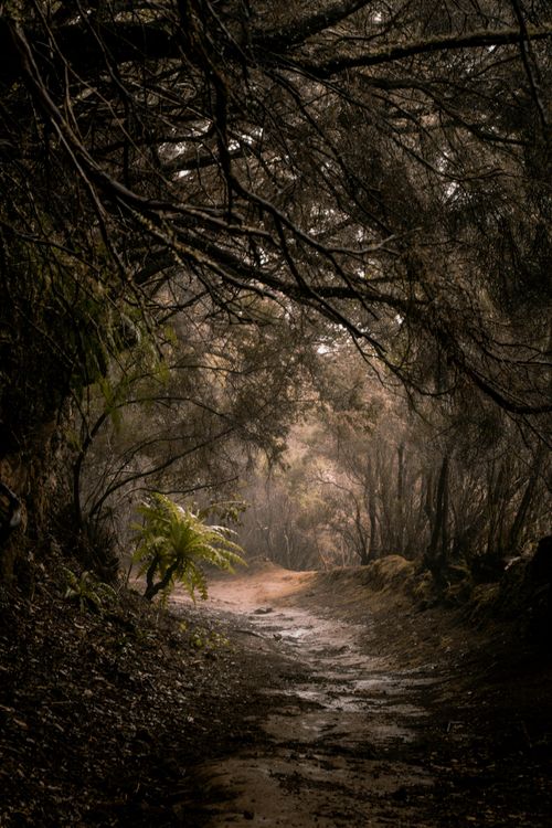 Free Mystical trail winding through lush laurel forest in Tenerife, illuminated softly by filtered light. Stock Photo