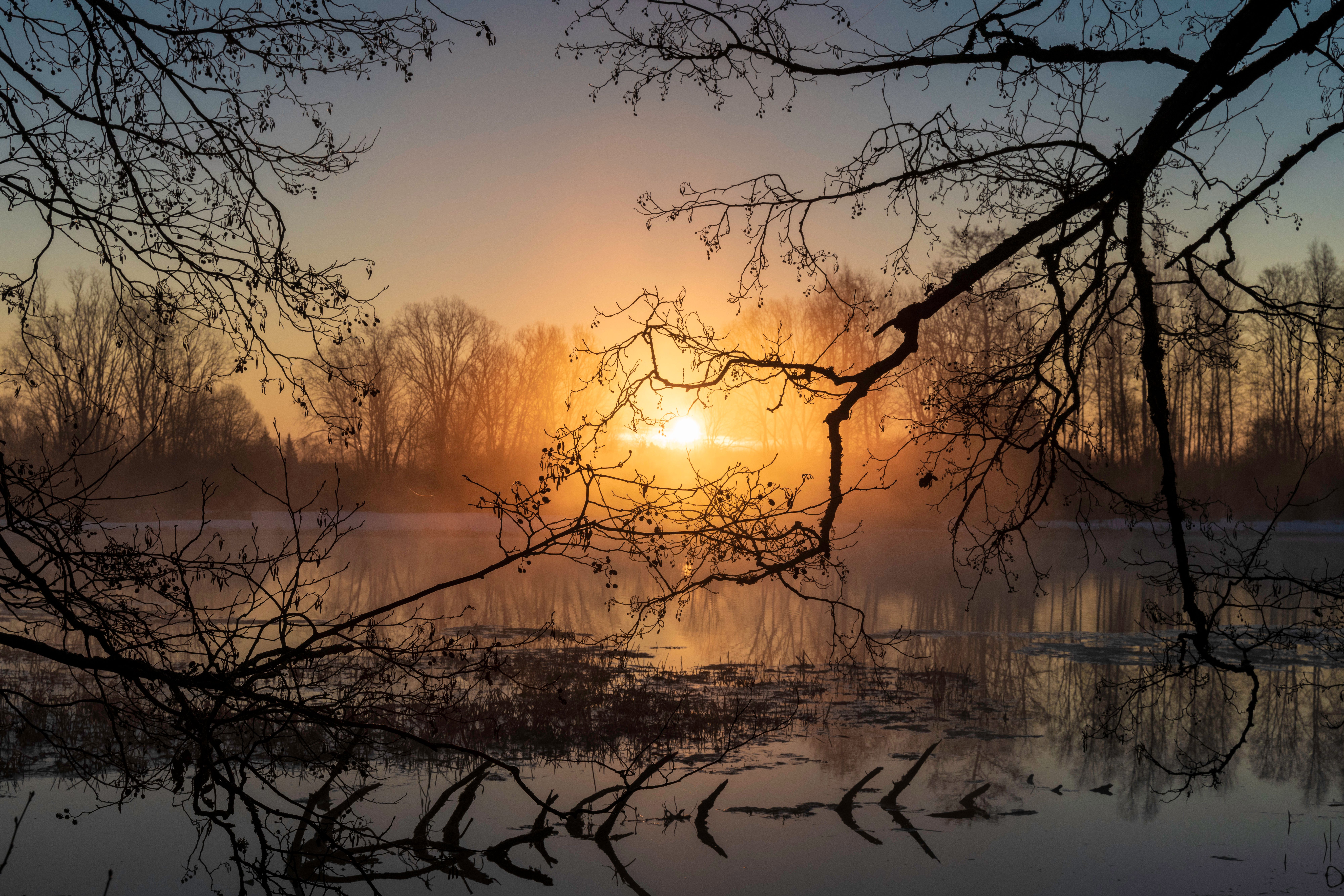 Serene Sunrise Over Lake with Tree Silhouettes · Free Stock Photo