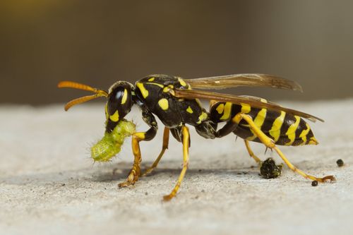 Free Yellow jacket wasp carrying a green caterpillar, captured in macro detail. Stock Photo