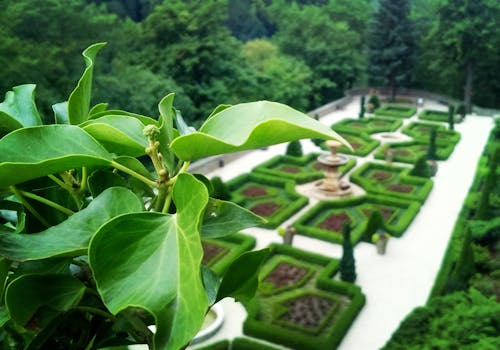 Foto profissional grátis de hera, jardim do palácio, macro