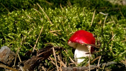 Foto profissional grátis de cogumelo, macro, musgo