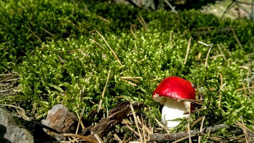 Foto stok gratis fungi, lumut, makro