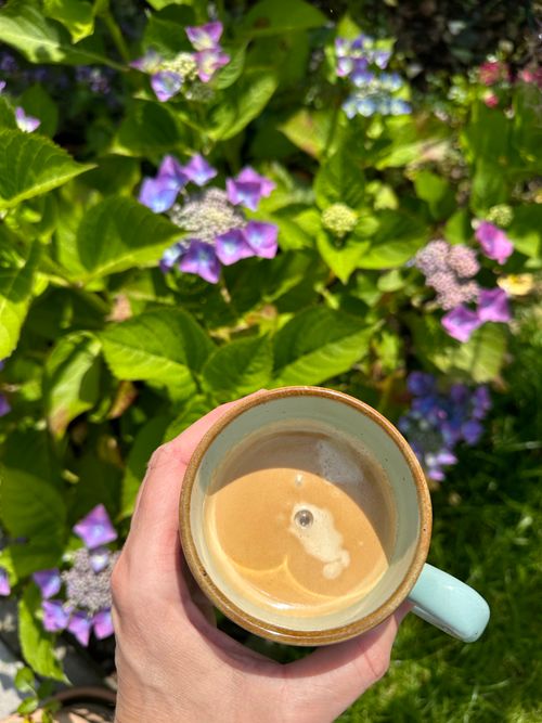 Free Close-up of hand holding coffee cup above vibrant hydrangeas, capturing a sunny garden moment. Stock Photo