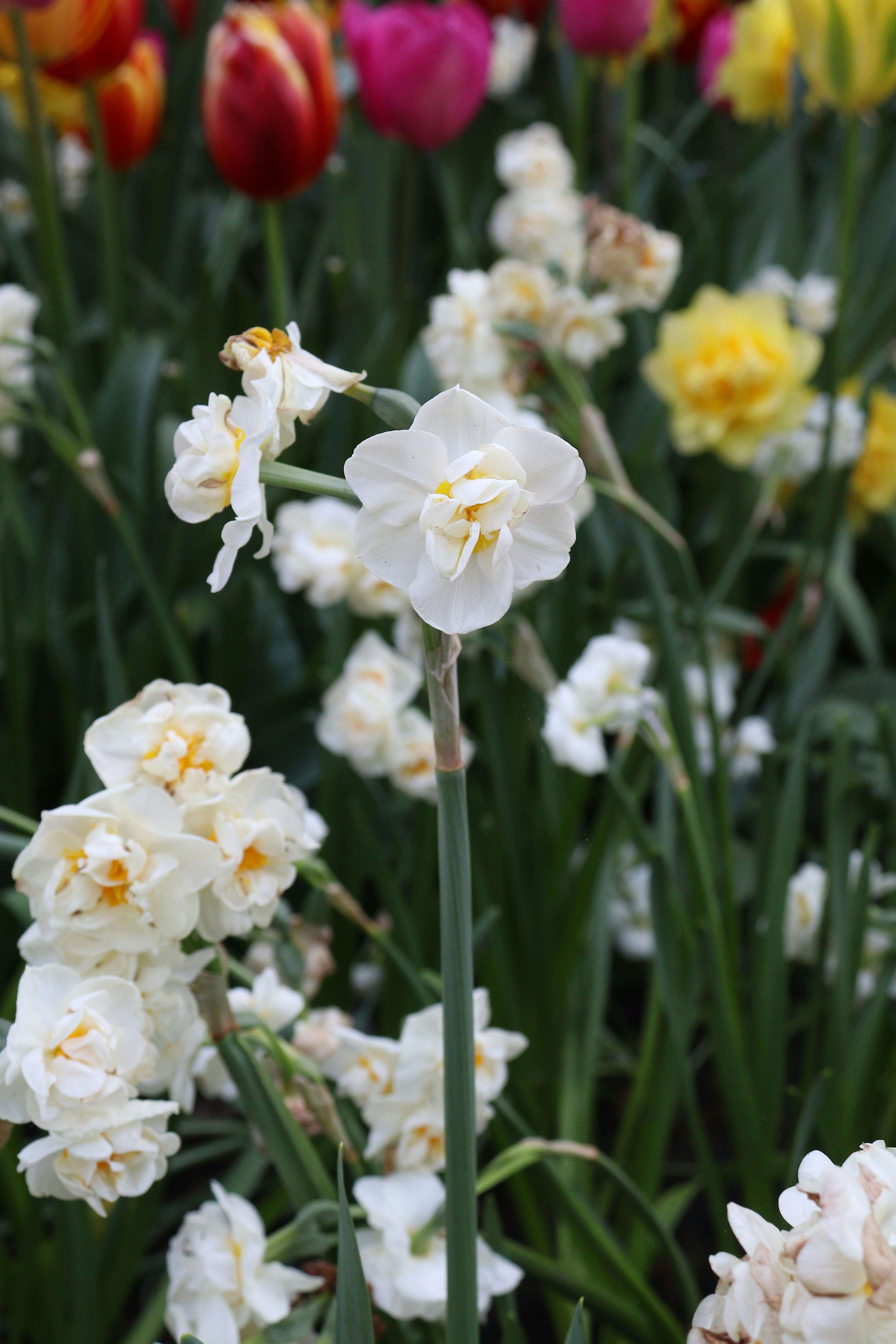 colorful spring flower garden with daffodils