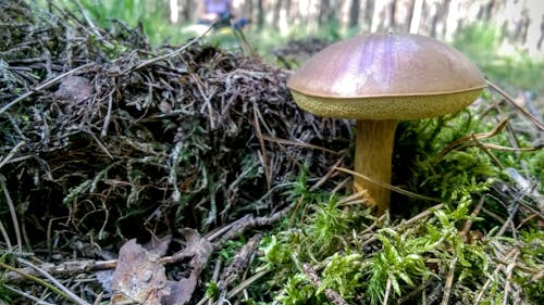 Free stock photo of brown mushrooms, forrest, macro