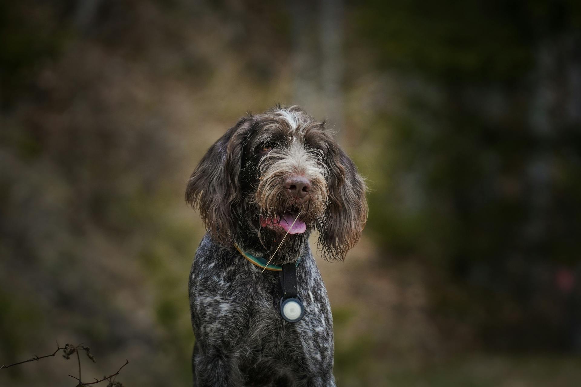 Brun trådhårig hund i utomhusmiljö