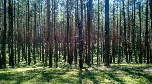 Free stock photo of forrest, straight, trees