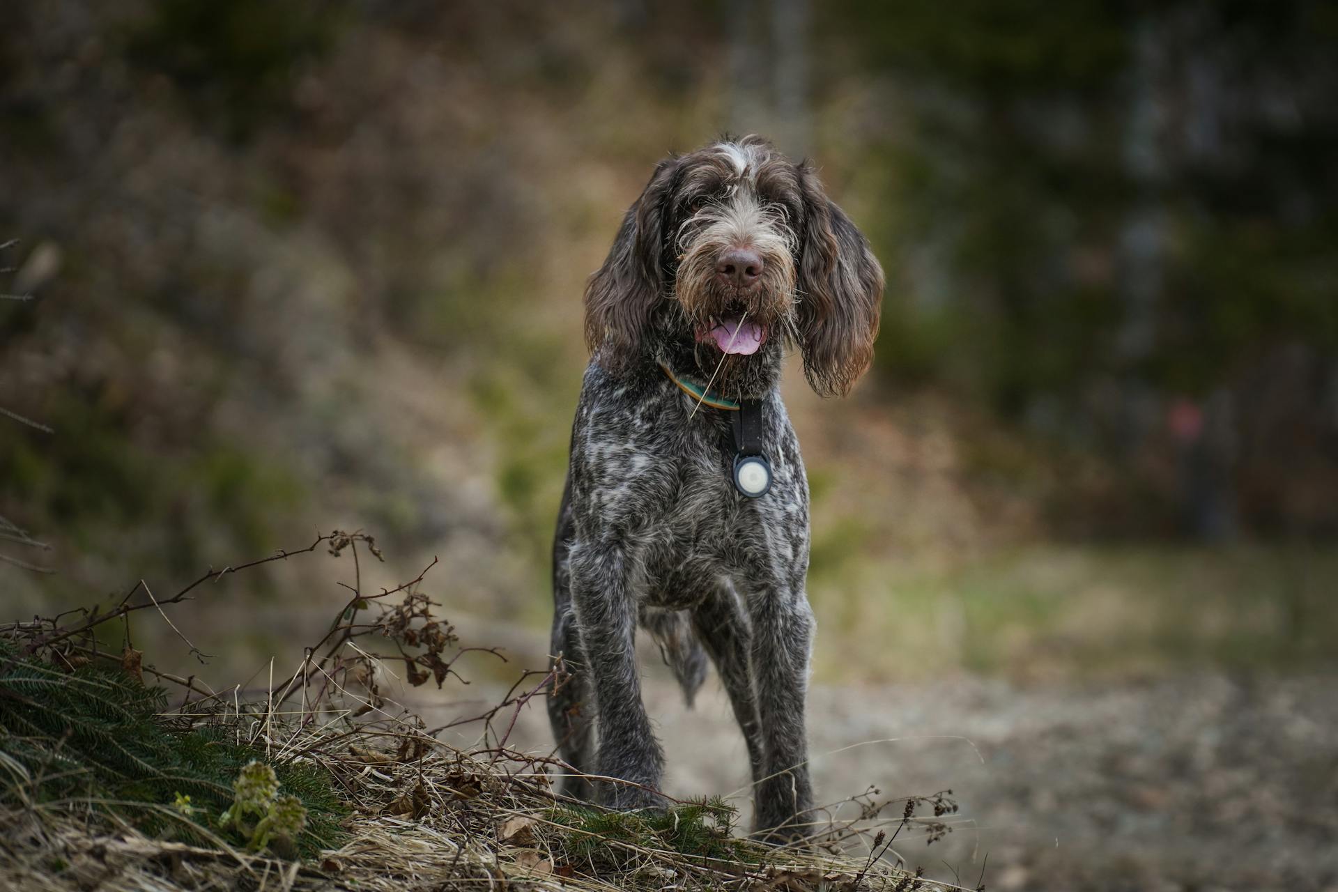 Spinone Italiano-hund utomhus i naturen