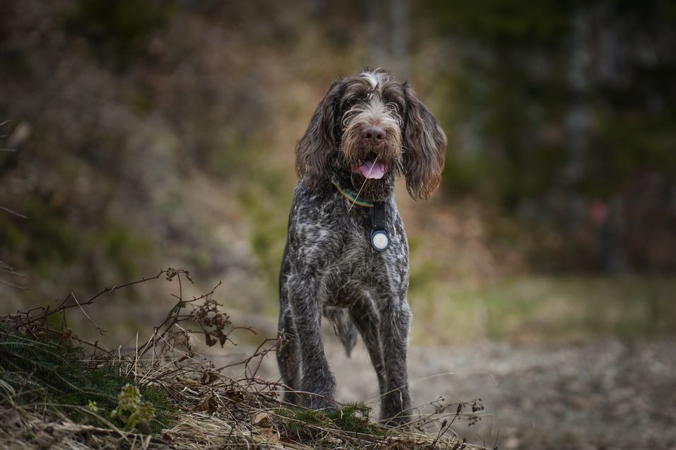 Image showcasing Dog Respiratory System & Common Canine Conditions