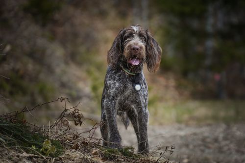 Free A Spinone Italiano dog standing outdoors, surrounded by nature during the day. Stock Photo