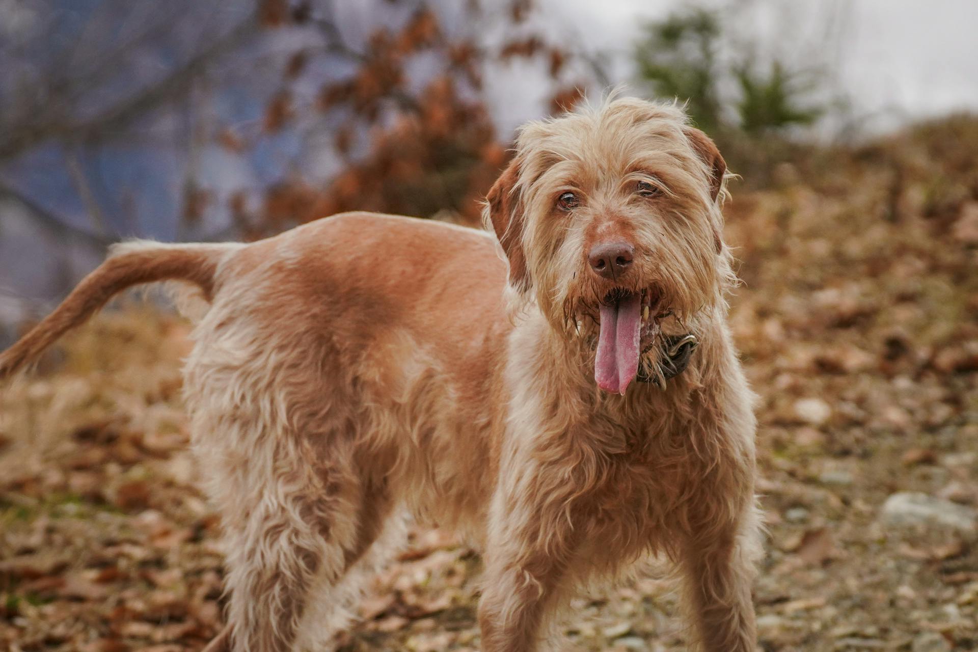 Playful Vizsla Dog Enjoying an Outdoor Adventure