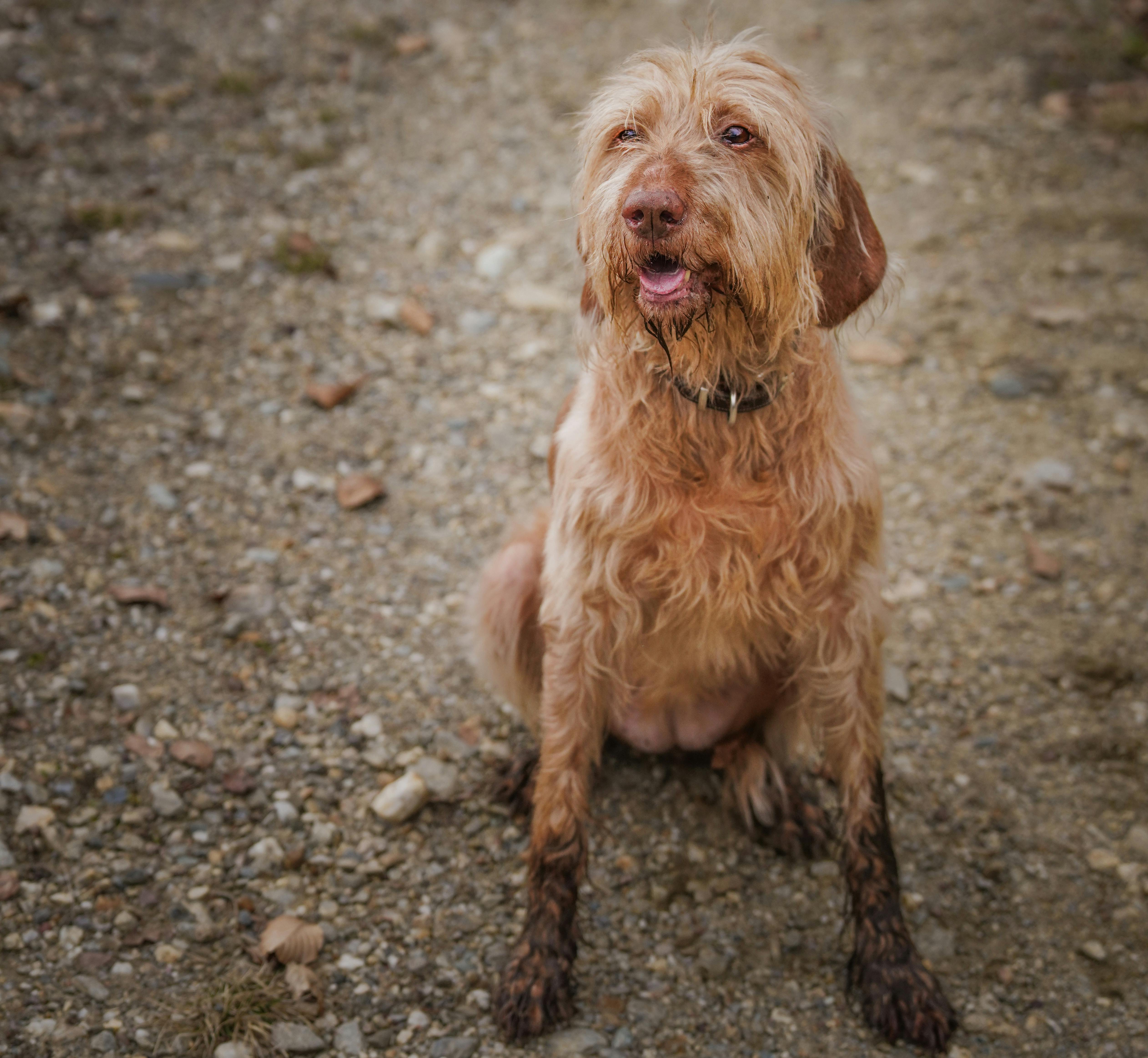 Free stock photo of vizsla