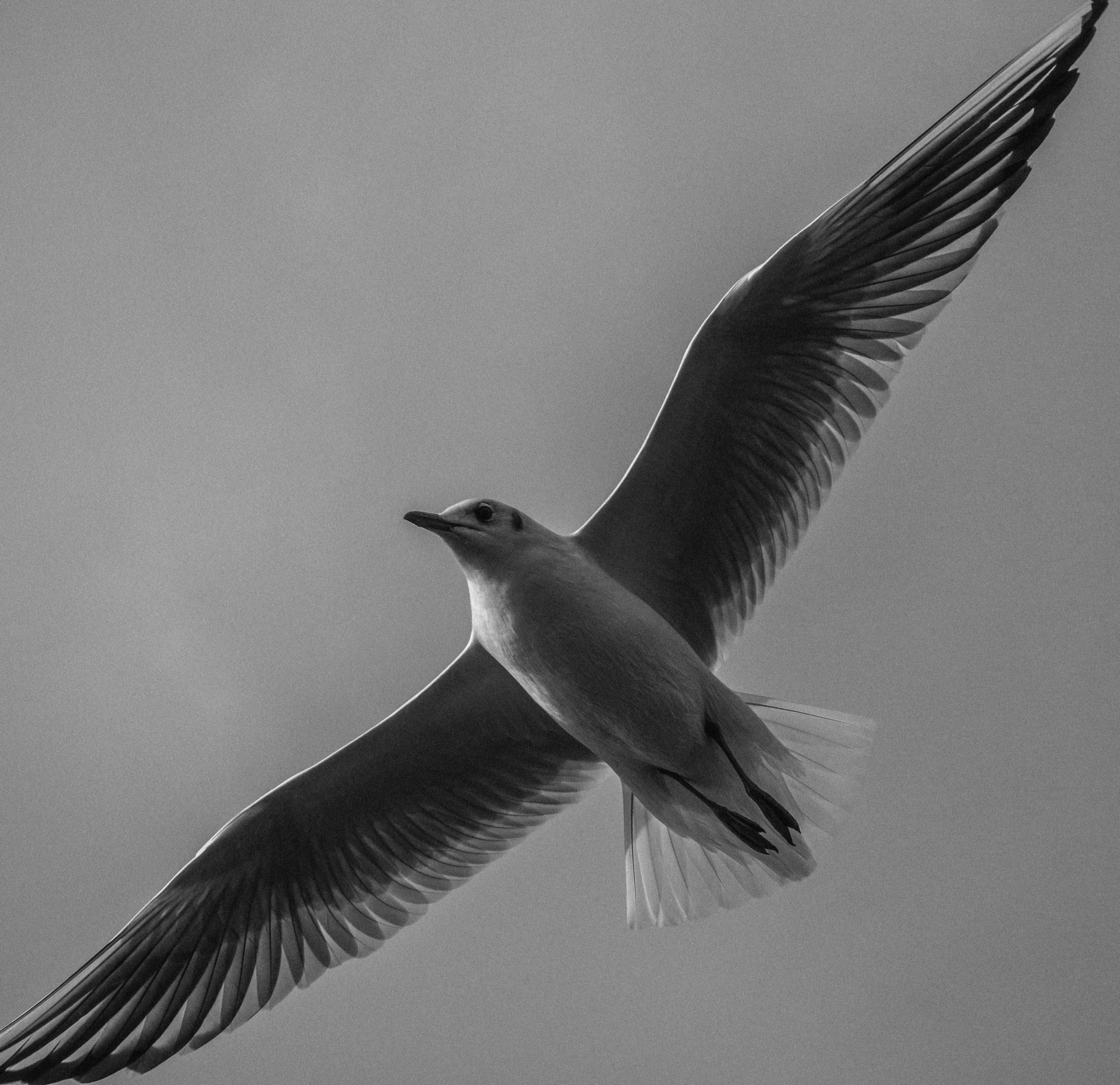Black and white photo of a seagull soaring in the sky over İstanbul.