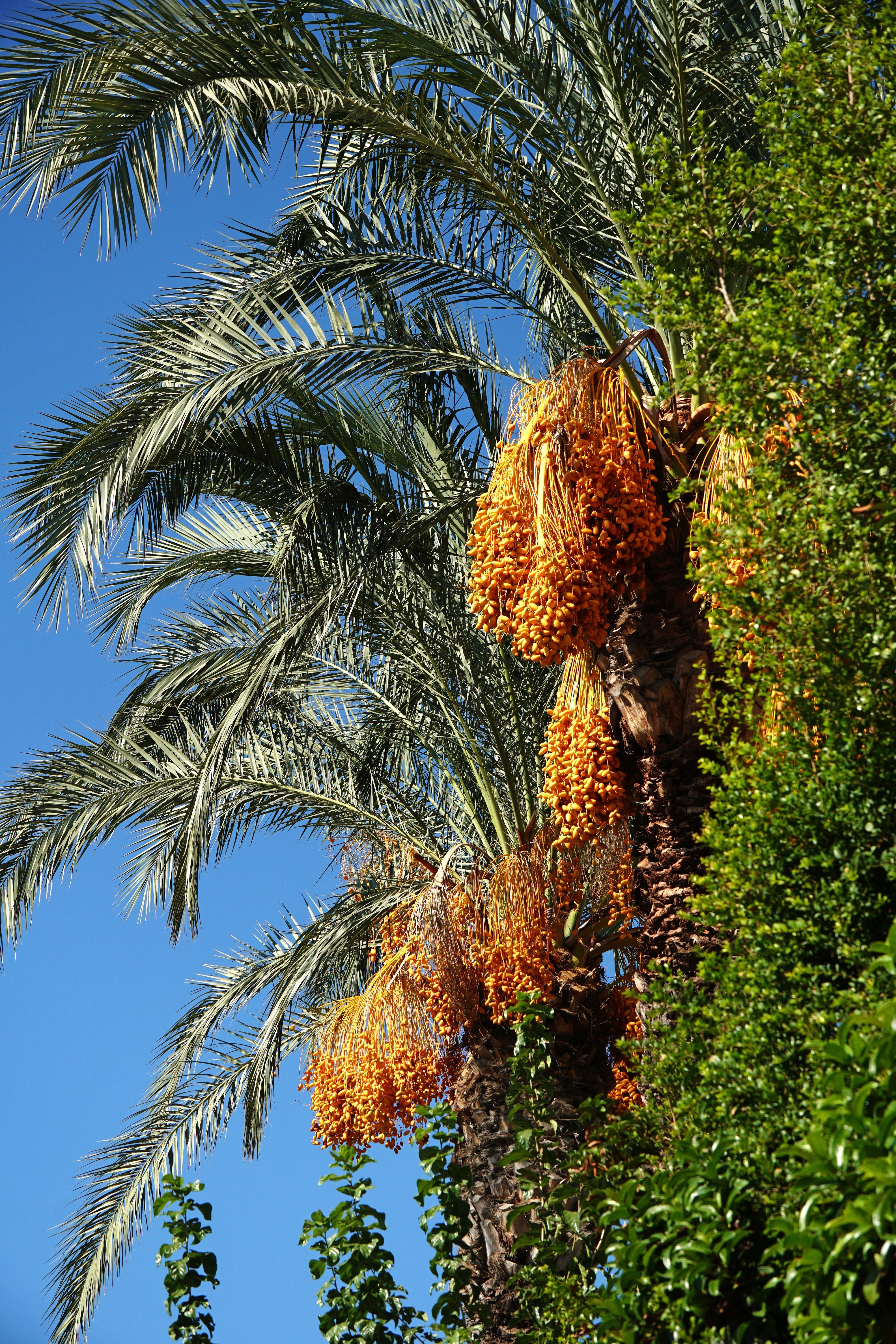 Erfoud Date Market 3