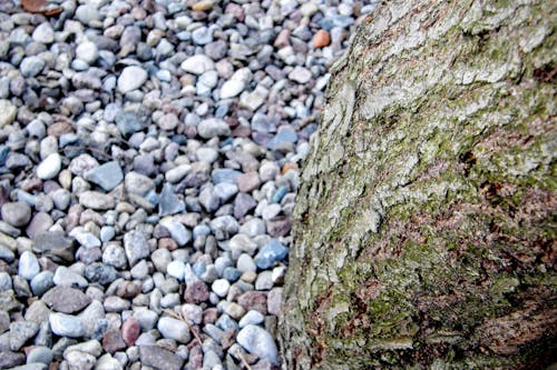 Kostnadsfri bild av stenar, trä