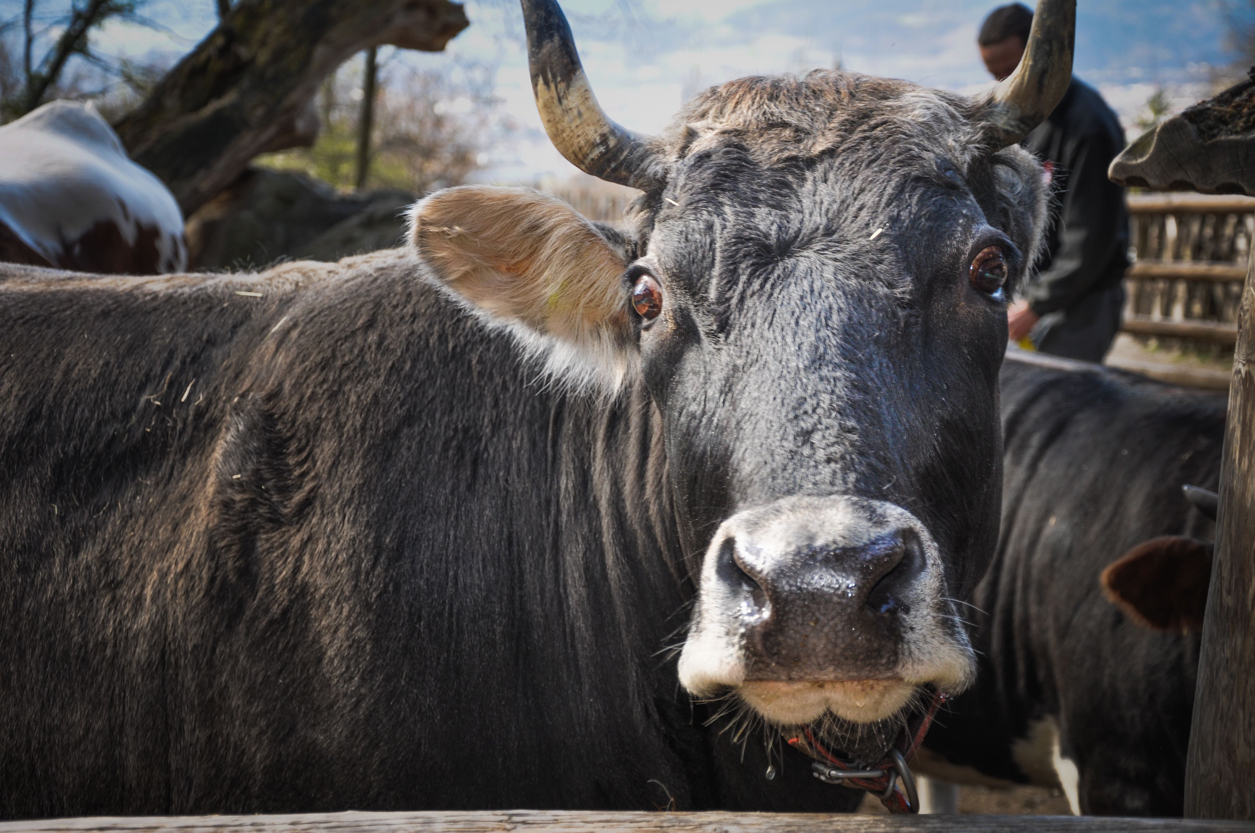 Close-up Portrait of a Brown Bull in a Rustic Setting · Free Stock Photo