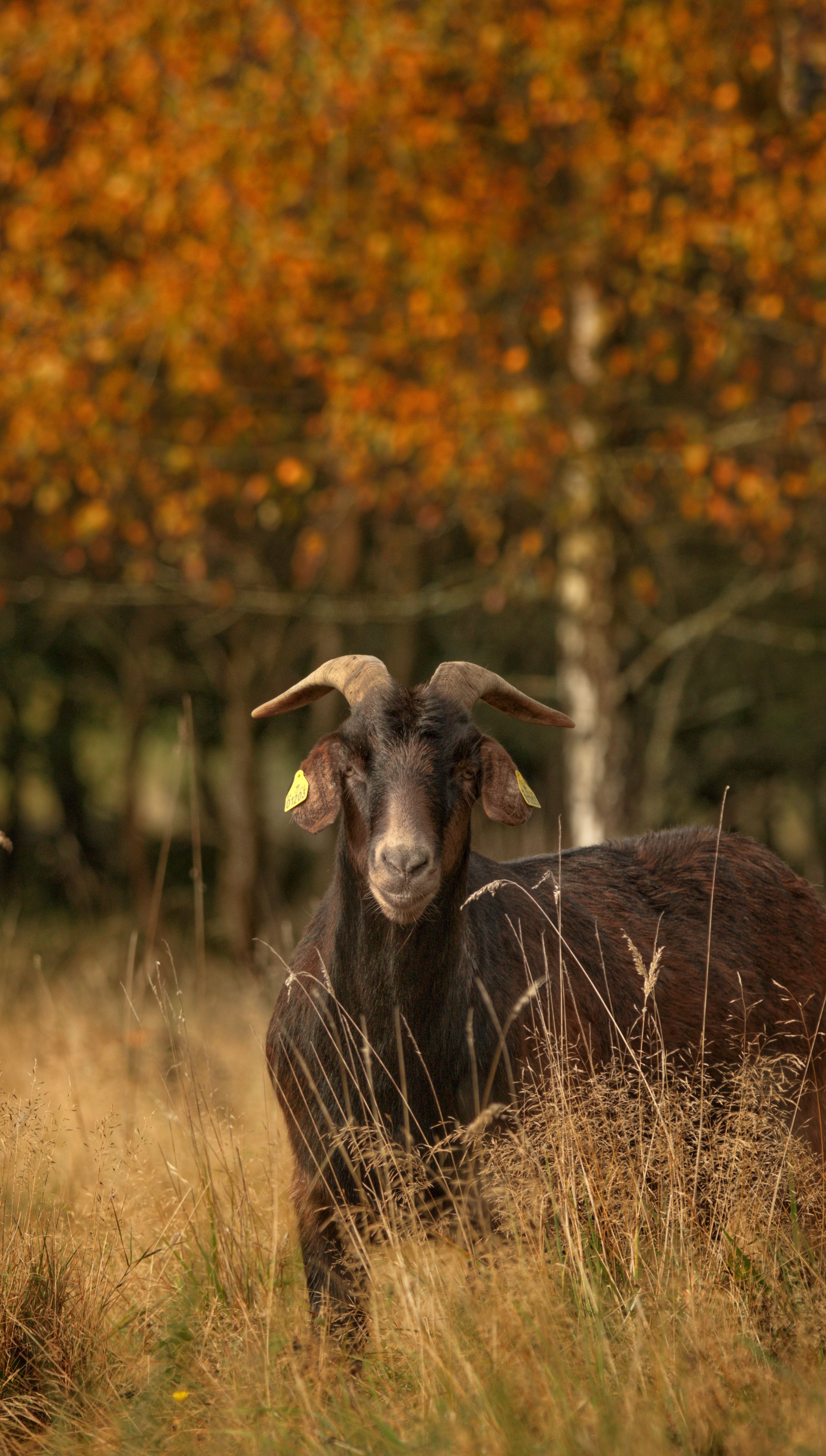 Stately Goat in Autumn Meadow · Free Stock Photo
