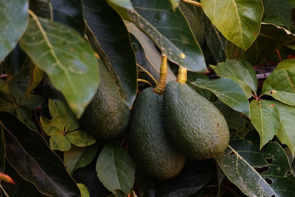 Fresh green avocados hanging on a productive lush branch — healthy avocado tree after proper pruning in Surrey BC