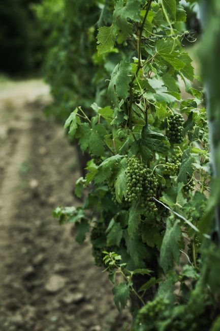 Vibrant green grapevines thriving in a summer vineyard, ready for winemaking.