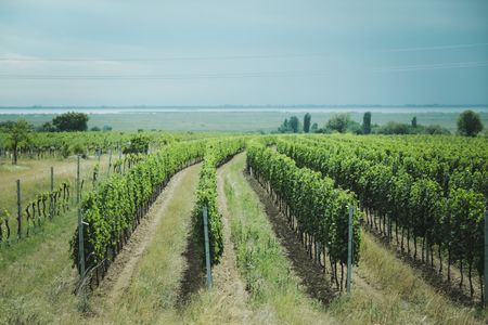 Reduce el coste de tus seguros agrarios