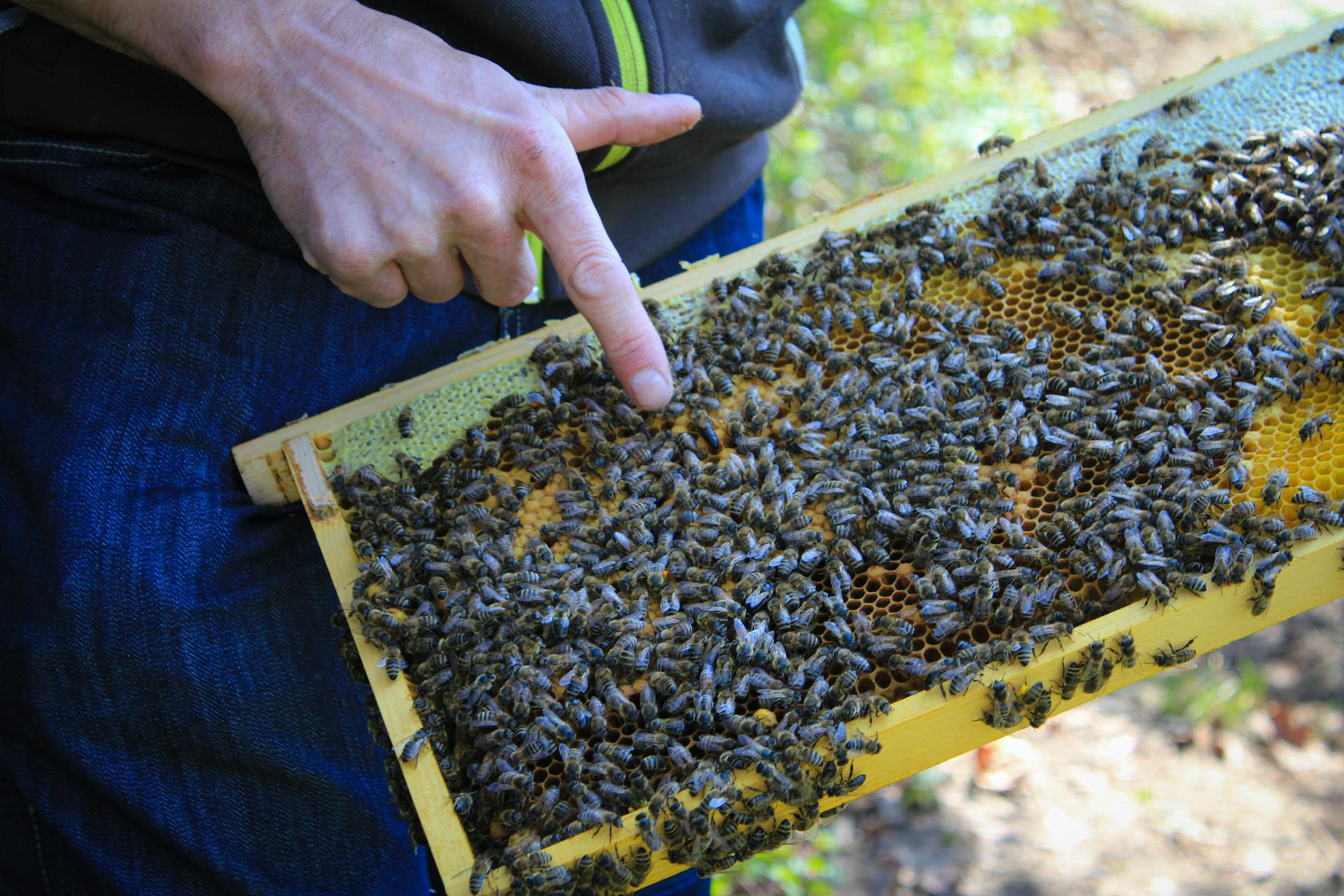 Beekeeper with Honey Bees on a Frame in Apiary