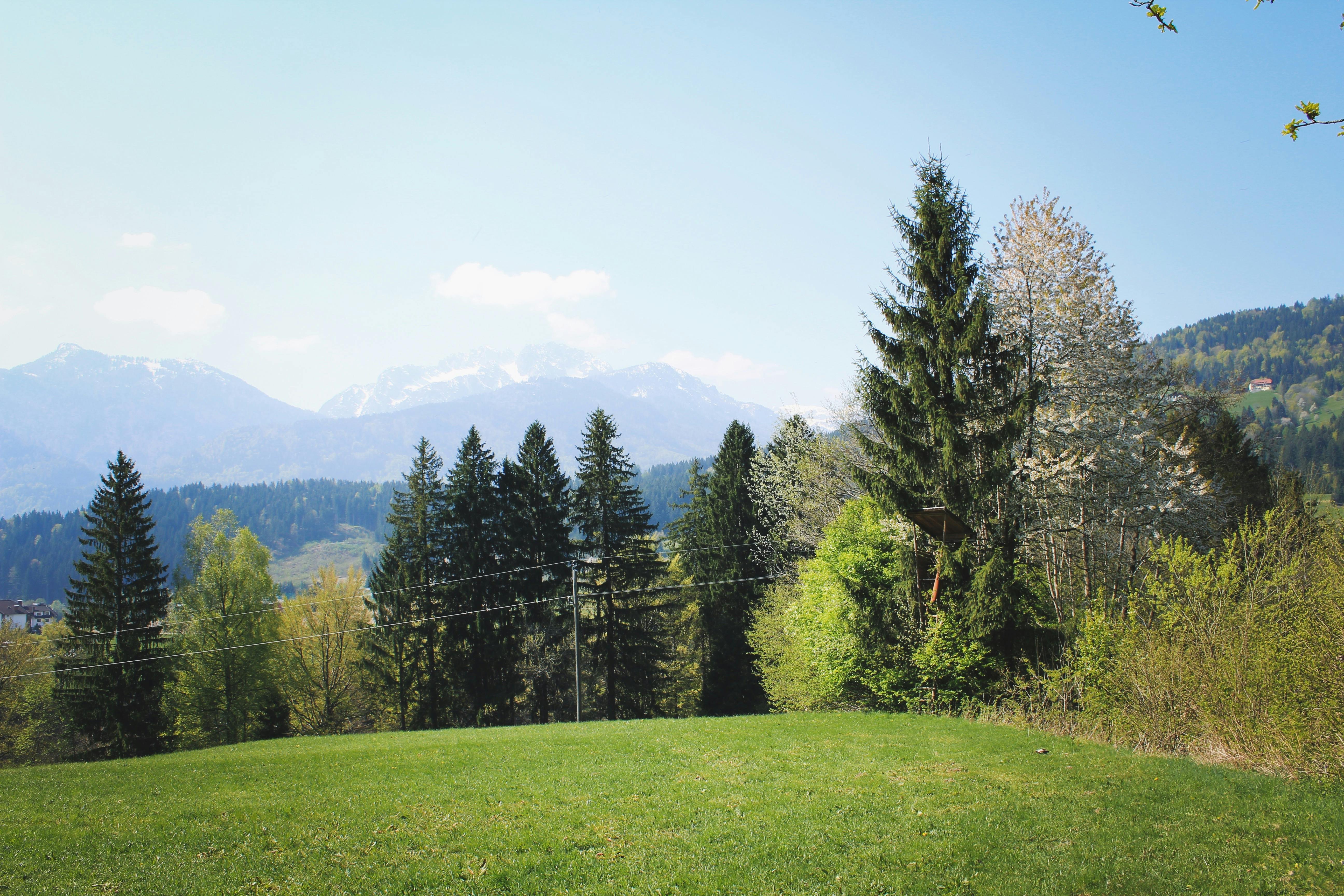 serene mountain landscape with pine trees