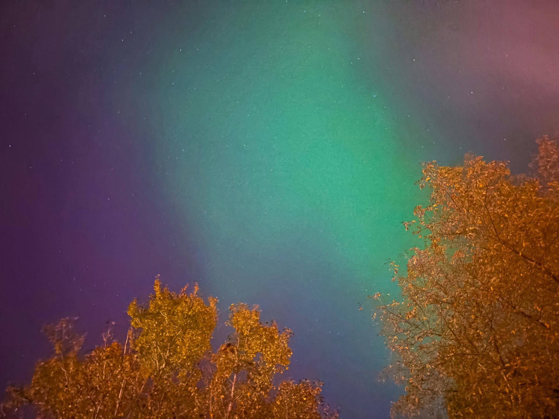 Capture of the vibrant northern lights illuminating a night sky above autumn foliage.