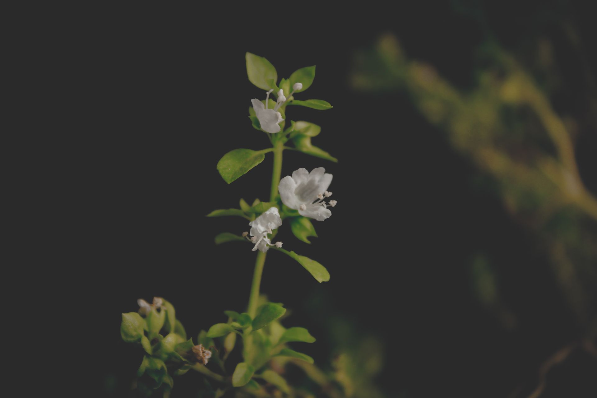 Close-up of Basil Plant with Blossoms in Dark Background
