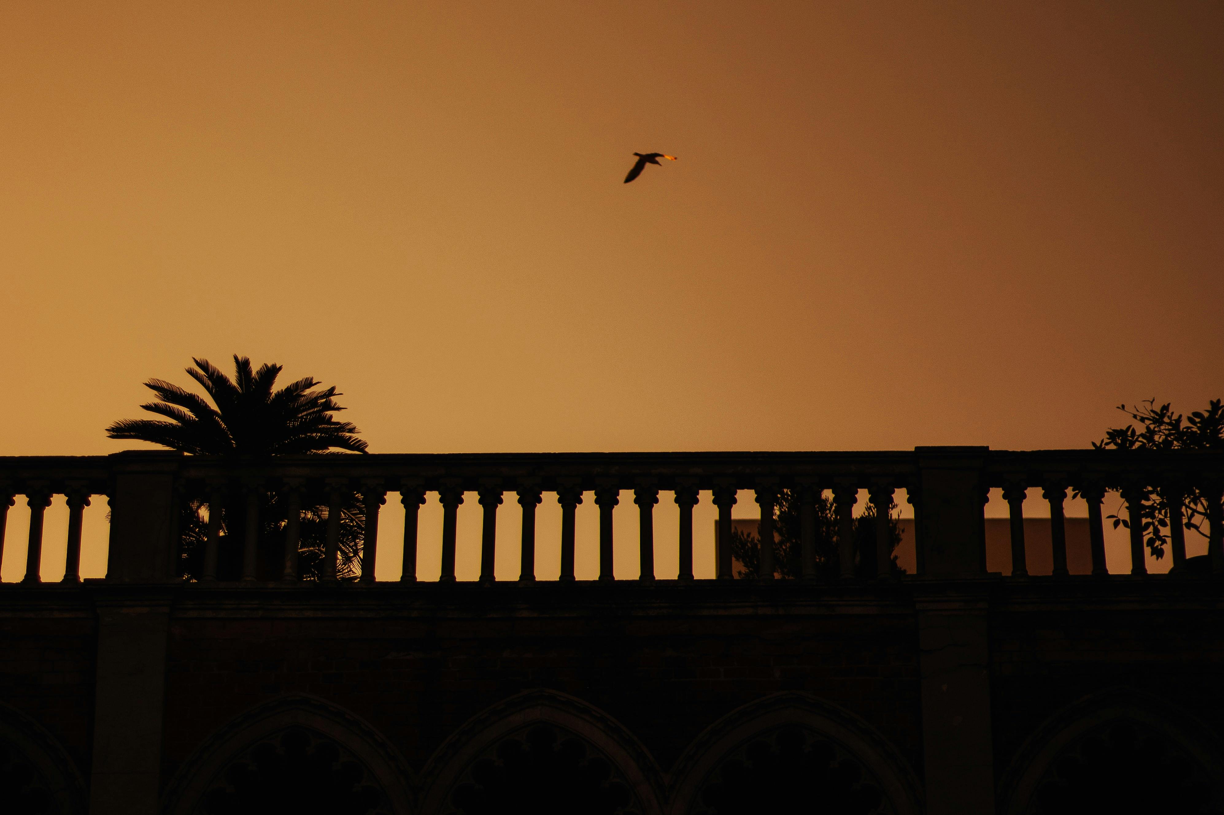 A dramatic silhouette of a bird flying over historic architecture in İstanbul during sunset.