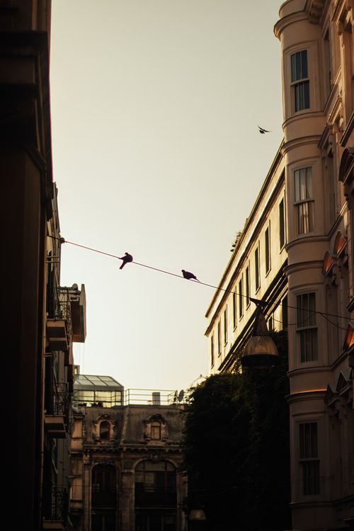 Free View of birds on a wire between historic İstanbul buildings at sunset. Stock Photo
